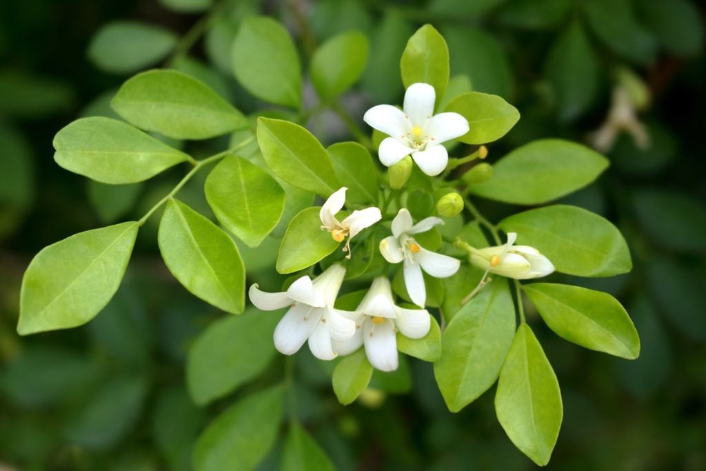 Murta (Murraya paniculata): ornamental popular em cercas vivas, agora no centro do debate sanitário em MS.