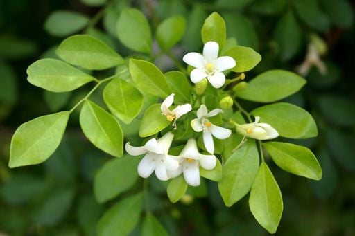 Murta na mira: a &ldquo;cerca viva&rdquo; que virou tema de defesa sanit&aacute;ria em MS