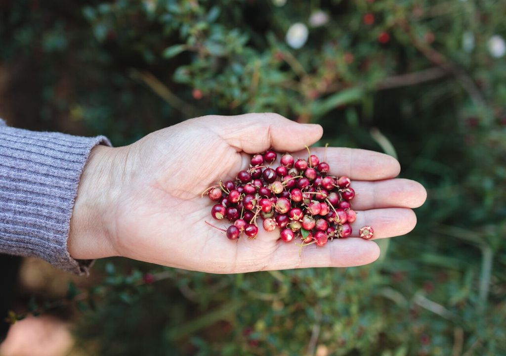 superfruto superfruto