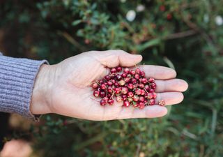 Murtilla: la “súper baya” chilena que la ciencia estudia contra el cáncer 
