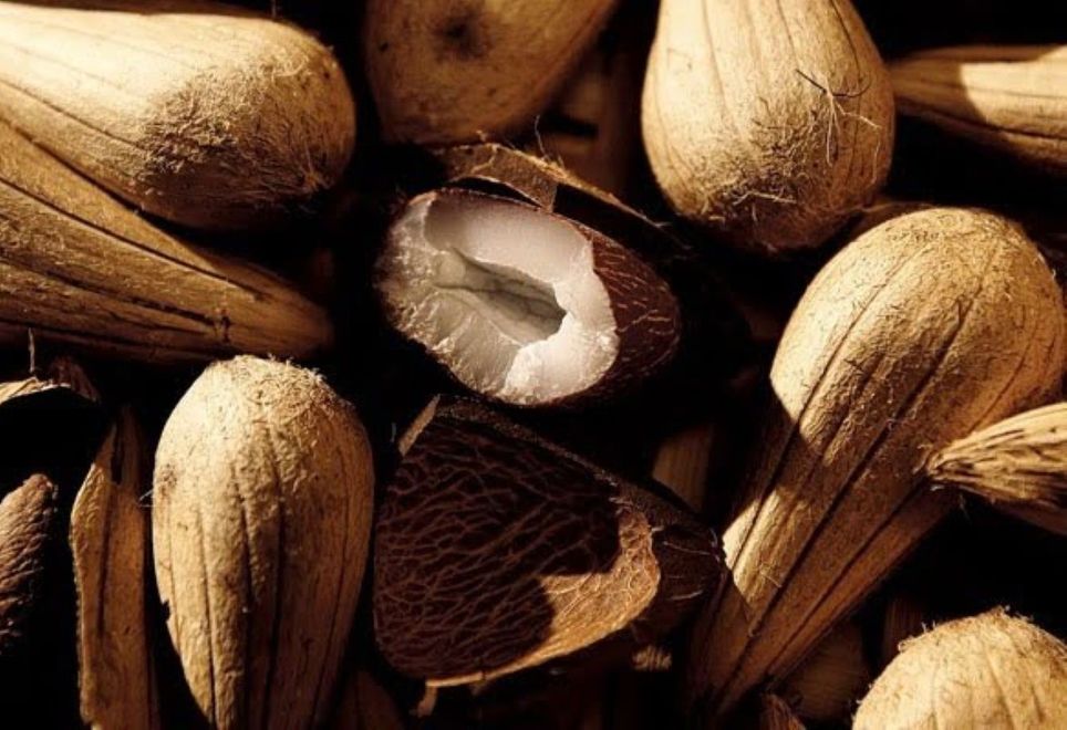 Murumuru é utilizada na indústria de cosmético. Foto: site beleza verde ... - Veja mais em https://portalamazonia.com/amazonia/murumuru-semente-construcao-civil/