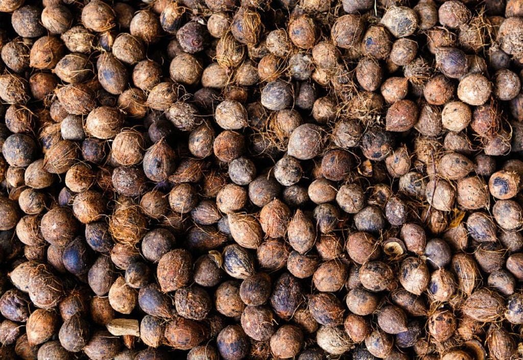 O murumuru é encontrado em terrenos alagados na região amazônica O murumuru é encontrado em terrenos alagados na região amazônica