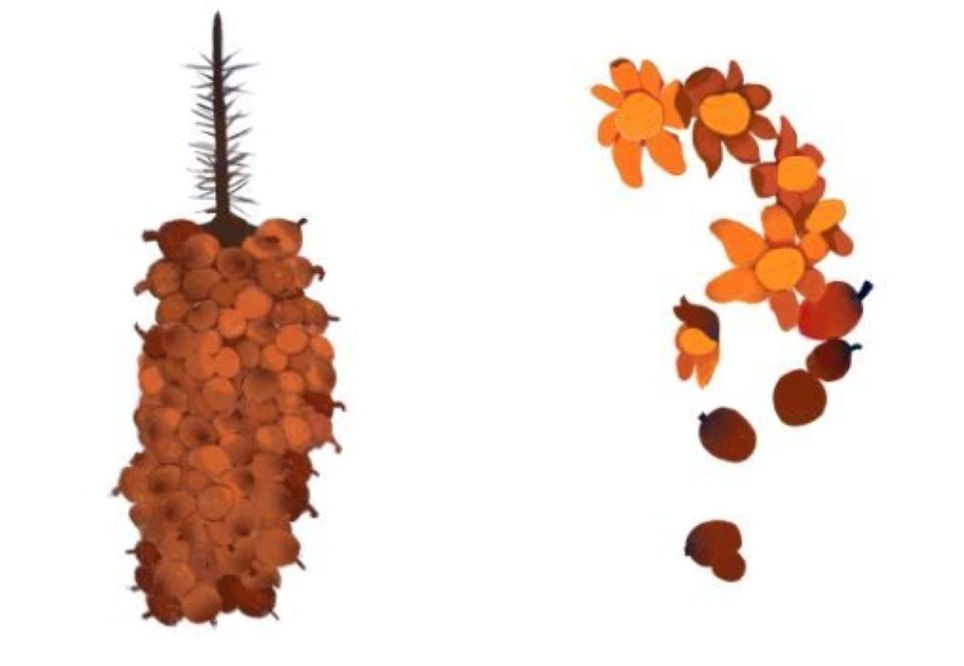 Ilusttração de murumuru. Crédito: Gabriela Cardoso