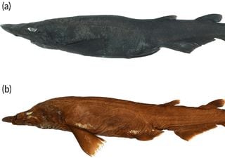 Museum egghunt leads to discovery of new deep-water shark species