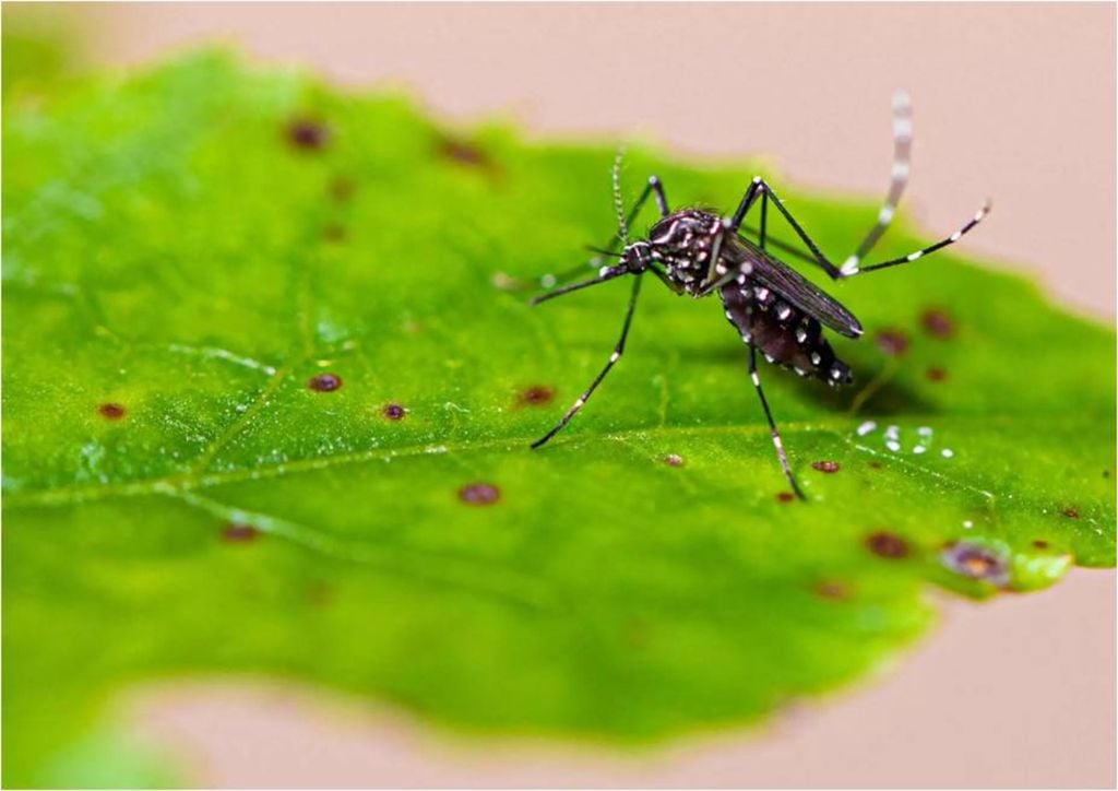 mosquito Aedes aegypti