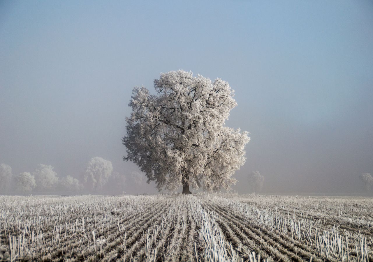 A pesar de la estabilidad atmosférica, la cencellada nos recuerda que estamos en pleno invierno.