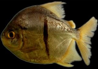 Un extraño pez del Amazonas desconcierta a los científicos por sus dientes humanos y su ‘ojo de Sauron’