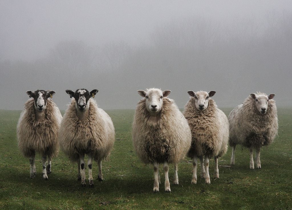 Schafe laufen im Kreis China