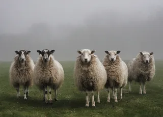Mystery! Warum sind Schafe zwölf Tage lang im Kreis gelaufen?