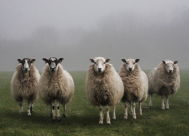 Mystery: why did these sheep travel in circles for 12 days?