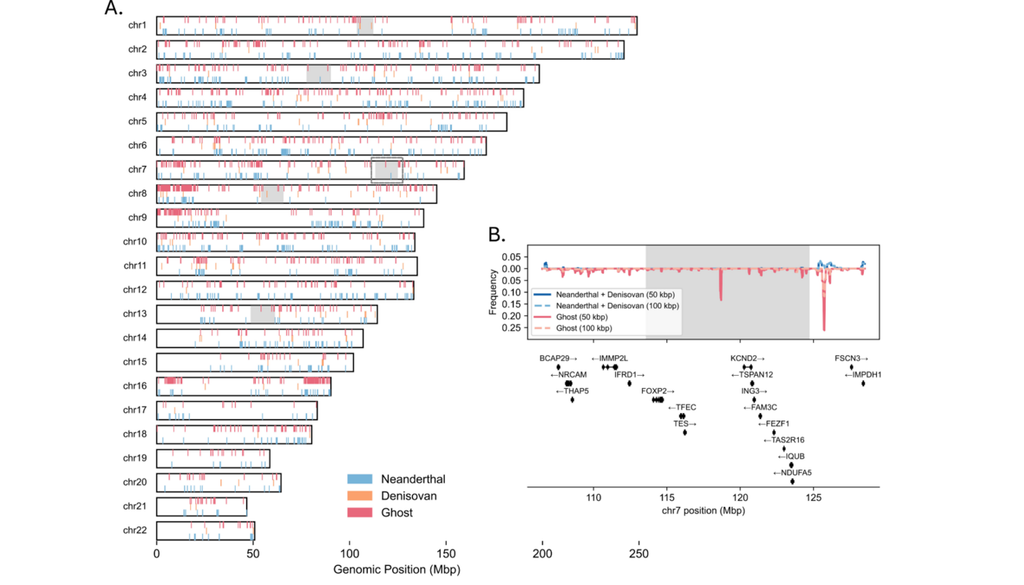 Verteilung archaischer Abstammung auf 22 Chromosomen, über alle Populationen hinweg (A). Genomregionen ohne identifizierte Varianten sind weiß, geschätzte „Wüsten“ archaischer Abstammung grau. Ausschnitt von Chromosom 7 mit Abstammung in allen Populationen (B). Verteilung archaischer Abstammung auf 22 Chromosomen, über alle Populationen hinweg (A). Genomregionen ohne identifizierte Varianten sind weiß, geschätzte „Wüsten“ archaischer Abstammung grau. Ausschnitt von Chromosom 7 mit Abstammung in allen Populationen (B). Bild: Zhang et al., 2026