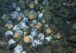 Resuelven el misterio del "jardín de pulpos" en las profundidades marinas