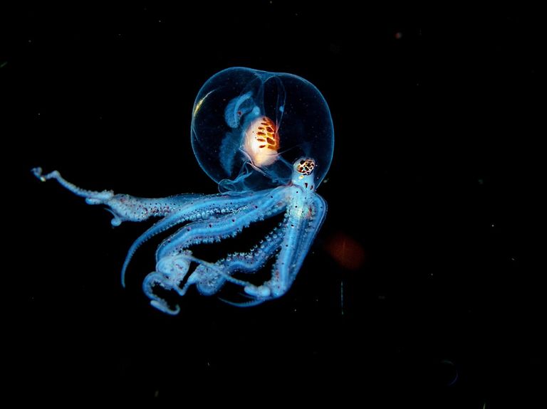 Mystery of deep sea 'octopus garden' off CA coast solved