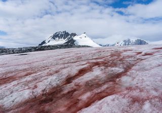 Mystery of the blood red glaciers revealed