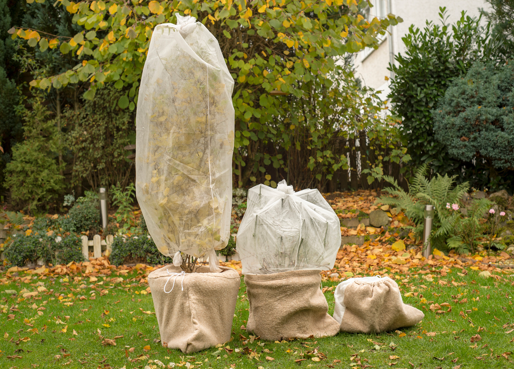 Si vous avez des plantations en pot, l'idéal serait de les rentrer ou bien de mettre un voile d'hivernage. Protéger le pot est aussi important (au risque de voir les racines geler).