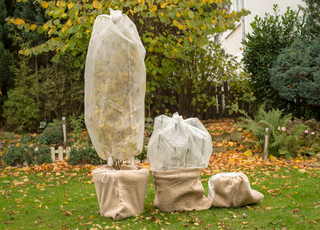 N'oubliez pas de protéger vos plantes avant l'arrivée du risque de gel !