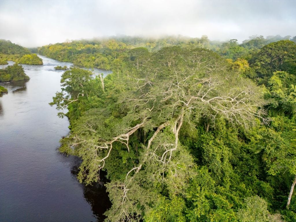 Registro de drone de árvore gigante na Amazônia