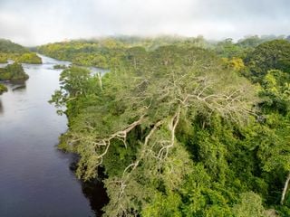 As árvores gigantes na Amazônia ainda são um mistério para a ciência; entenda porquê