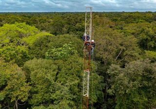 Na Amazônia, torre é construída para monitorar emissão de gases de efeito estufa em floresta de várzea 