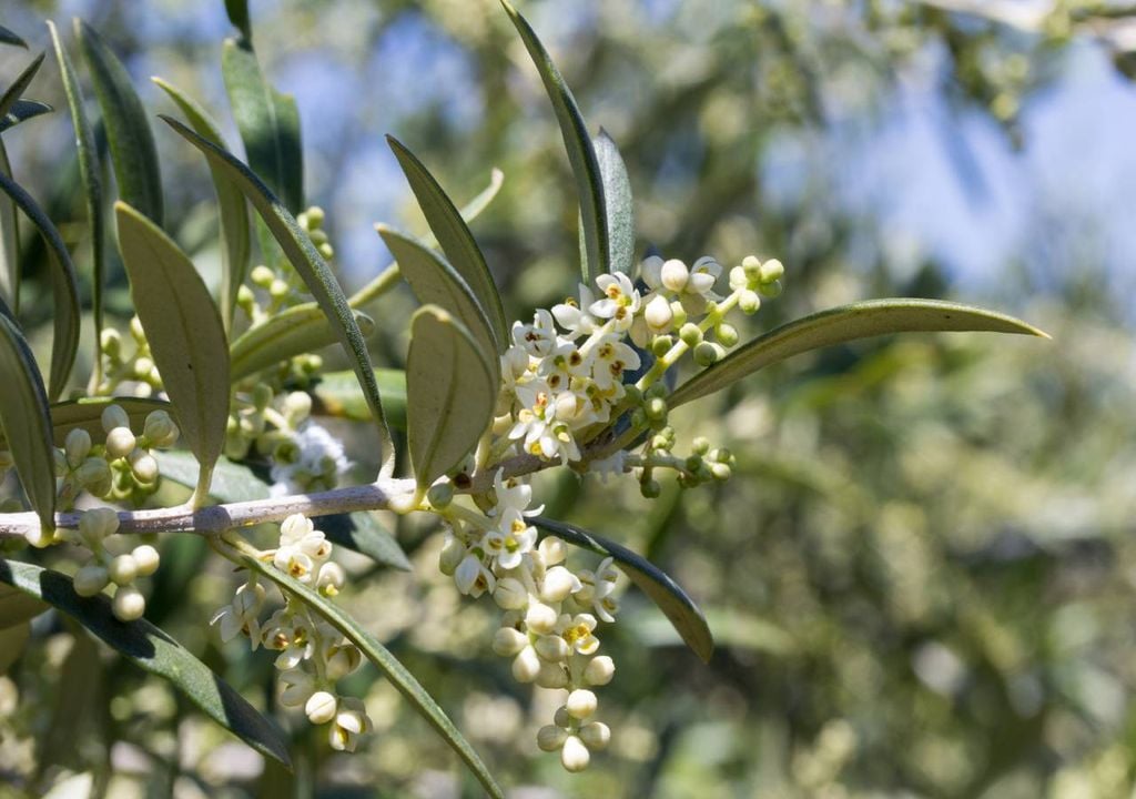 Segundo a Zyrtec, a alergia ao pólen da oliveira deve-se a uma reação exagerada do sistema imunitário ao contacto com uma ou mais das 12 proteínas da oliveira. Os sintomas mais comuns são comichão nos olhos e no nariz, espirros e mucosidade nasal, dermatite atópica e irritação na pele, problemas relacionados com a asma brônquica e, em alguns casos, pode gerar incómodos intestinais.