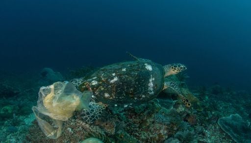 Nace la Plastisfera el nuevo ecosistema 'mutante' que coloniza la basura marina de la Tierra
