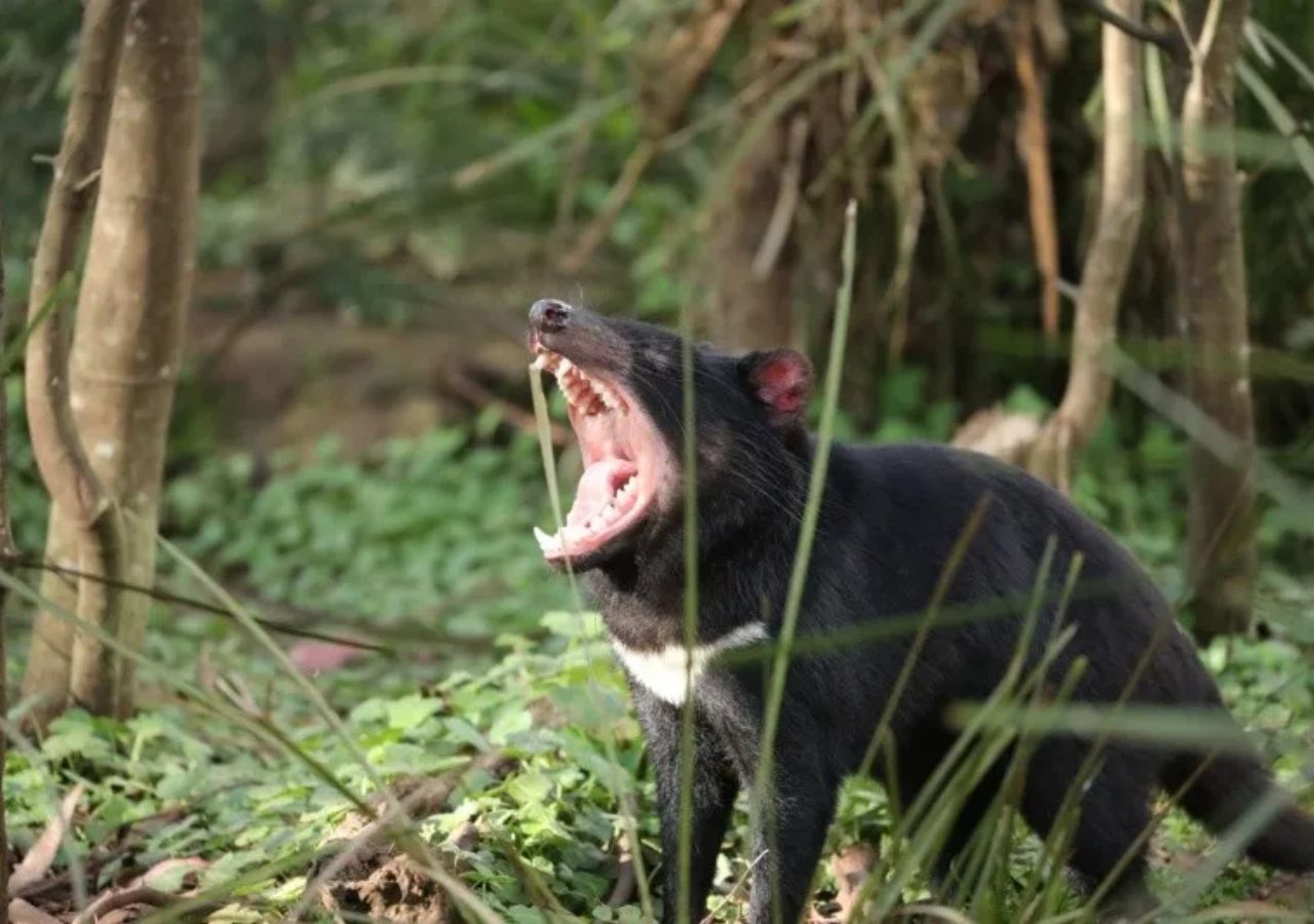 In Australia, Births of Tasmanian Devils Are a Milestone After