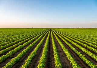 Nachhaltige Landwirtschaft k&ouml;nnte langfristig erfolgreicher sein
