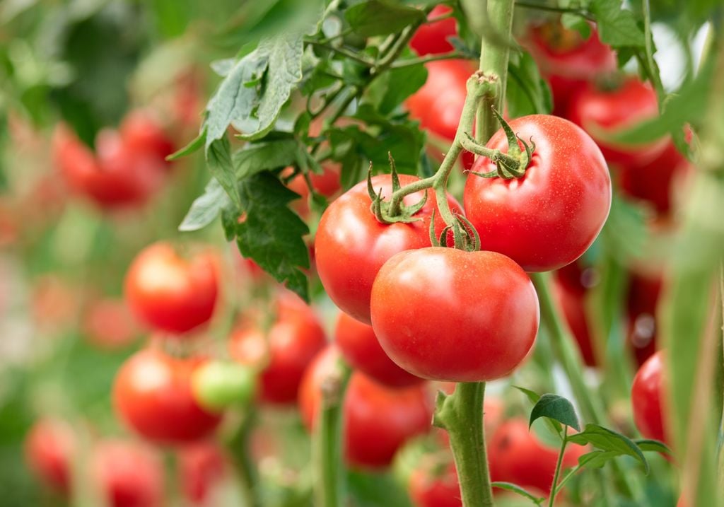 Die Nachfrage nach Bio-Produkten und nachhaltigem Anbau ist besonders stark in Europa