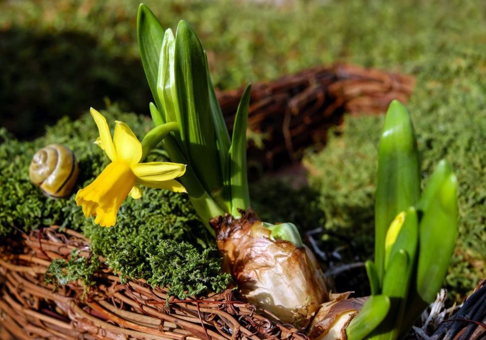 Vorfrühling Vorfrühling