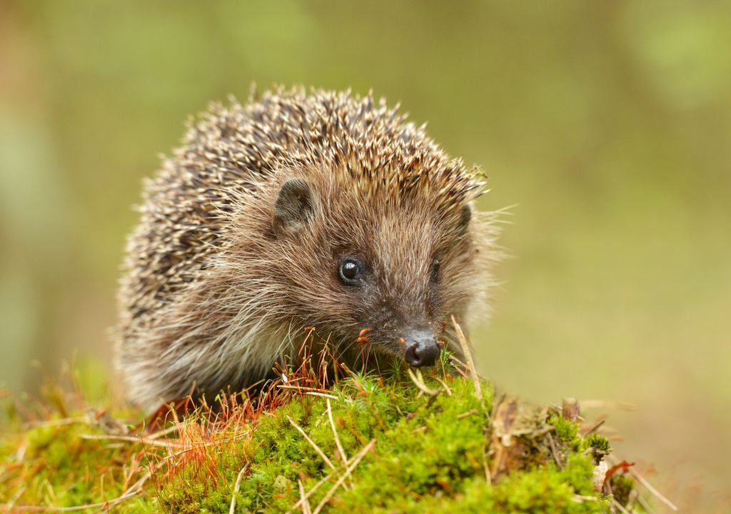 Der Igel steht auf der Roten Liste der gefährdeten Arten