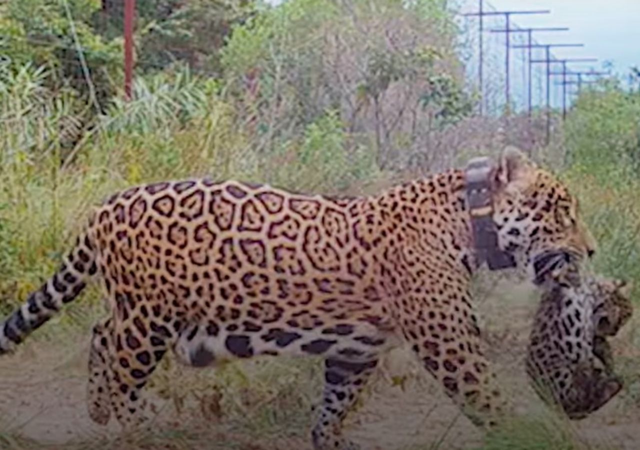 Gracias a las imágenes de una cámara trampa es que finalmente pudo confirmarse la buena noticia de los nacimientos de los dos yaguaretés.