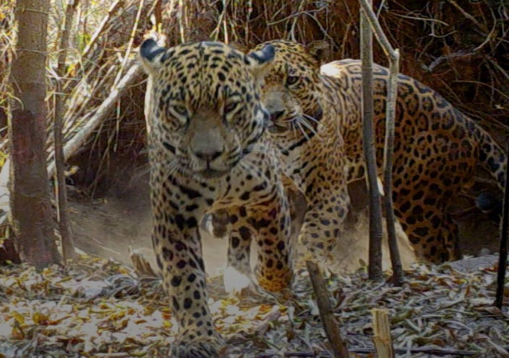 Yaguaretés Corrientes Iberá