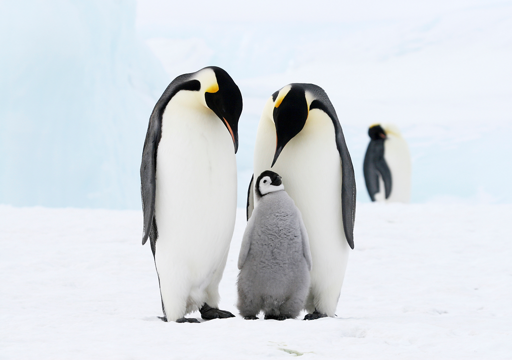 pinguins, Antártica