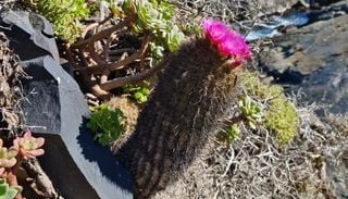 Naciones Unidas se une a Chile para evitar la extinci&oacute;n del cactus "Chilenito"