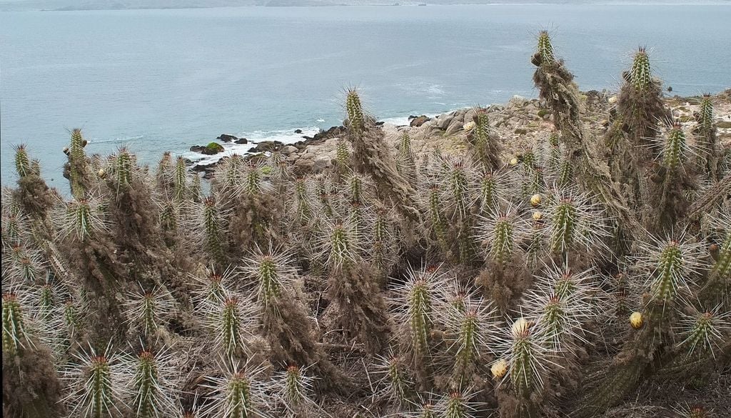 Cactus chilenito A eso se suma el comercio ilegal. Ejemplares extraídos para coleccionistas, que terminan en mercados nacionales e incluso en Europa y Asia.