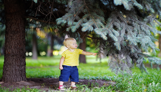 Nadelbaum harzt pl&ouml;tzlich: Was jetzt dem Baum hilft &ndash; und wie Gartenm&ouml;bel, Terrasse und Pflaster wieder sauber werden