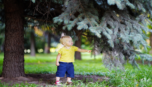Nadelbaum harzt pl&ouml;tzlich: Was jetzt dem Baum hilft &ndash; und wie Gartenm&ouml;bel, Terrasse und Pflaster wieder sauber werden