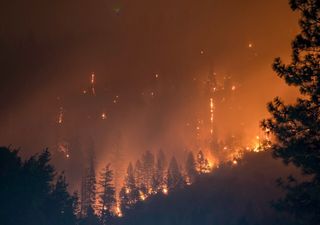 Nadelwald: Langfristige Auswirkungen von Bränden in borealen Wäldern nicht absehbar