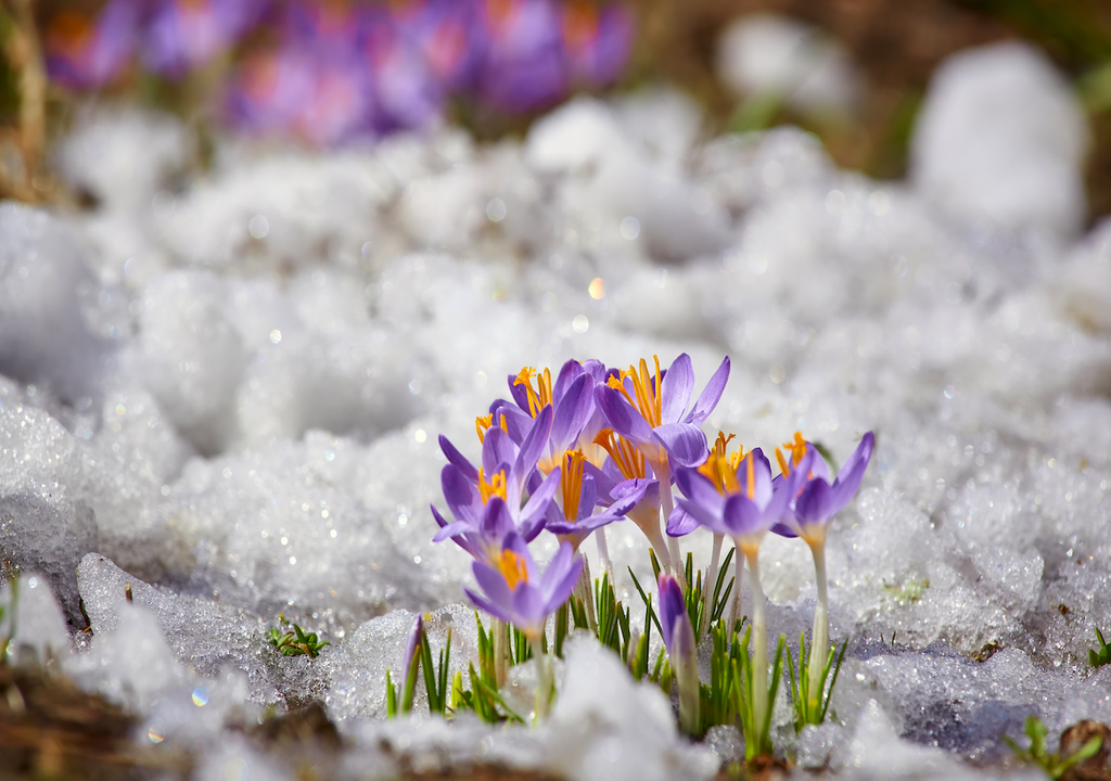 Frühling, Märzwinter, Einzug Frühling, Märzwinter, Einzug