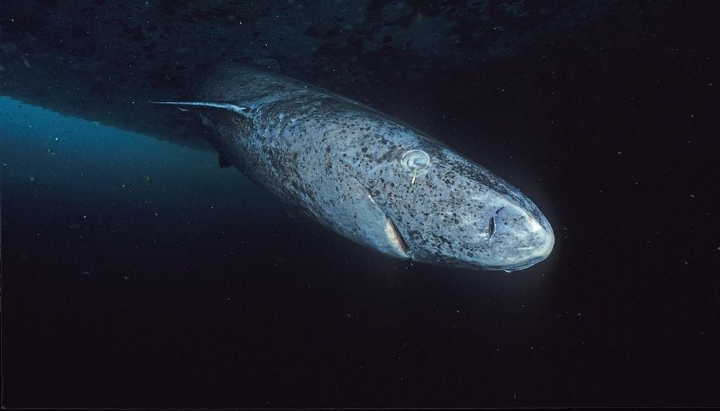 Auch das Herz von Grönlandhaien zeigt offensichtliche Altersspuren. Dennoch werden die Tiere einige hundert Jahre alt. Bild: Wikimedia Commons/ Hemming1952/CC BY-SA 4.0