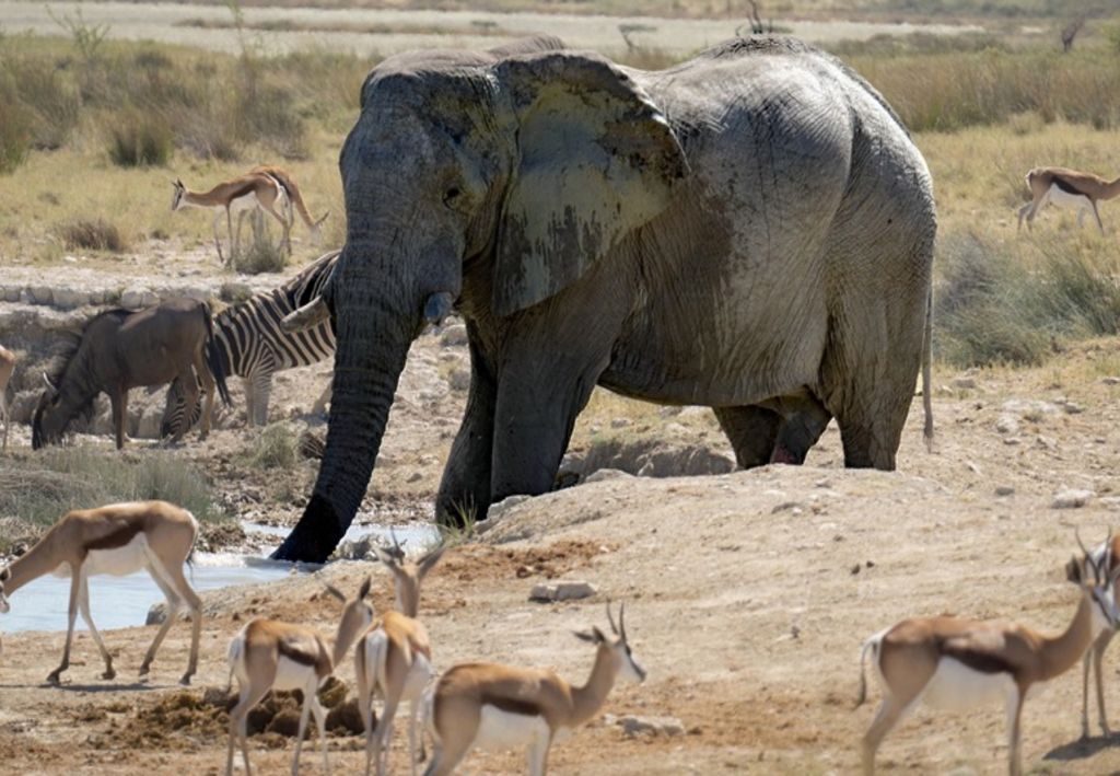 animais selvagens em África