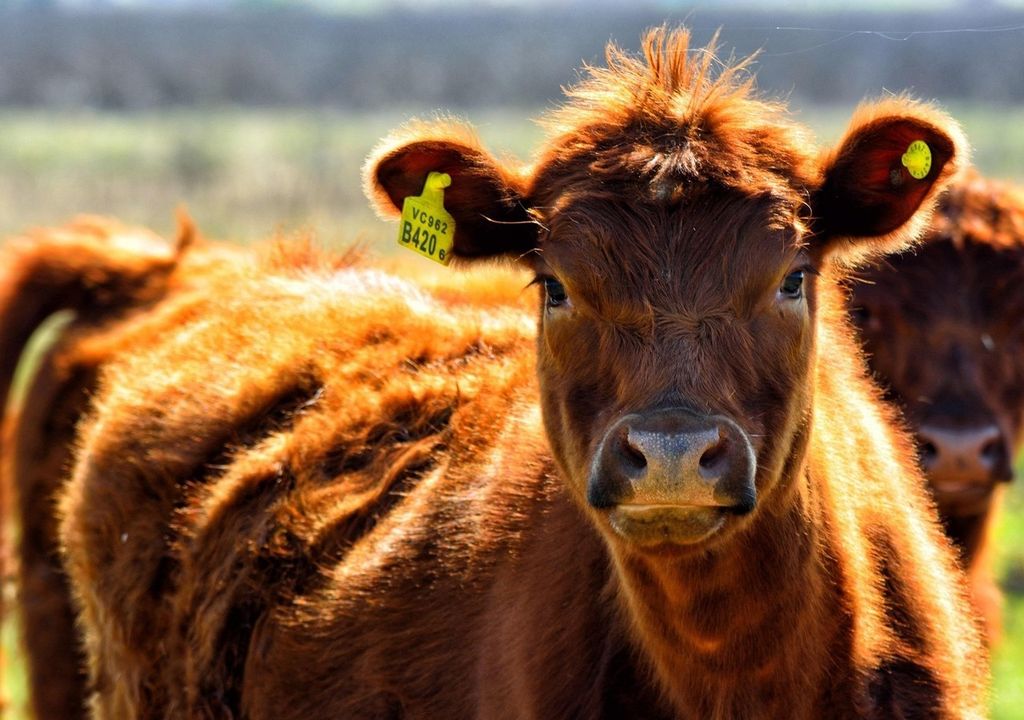 Forschende haben Nanoplastikpartikel in den Zellen von Rindern und Schweinen nachgewiesen. Forschende haben Nanoplastikpartikel in den Zellen von Rindern und Schweinen nachgewiesen.
