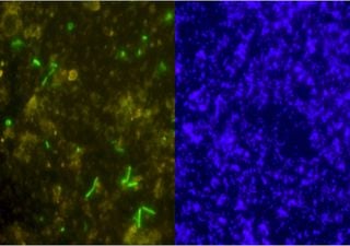 C'est vraiment vrai ! Des microbes anciens ont été découverts vivants dans une roche vieille de 2 milliards d'années !