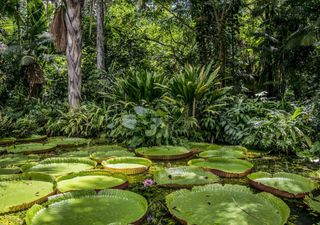 No es sólo destrucción: bosques vuelven a crecer alrededor del mundo