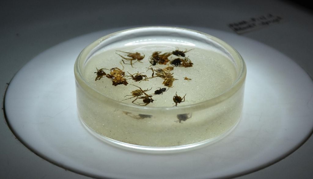 Aranhas no laboratório Durante os próximos meses, as aranhas vão ser detalhadamente estudadas em laboratório para se confirmar que pertencem a novas espécies. Foto: CE3C