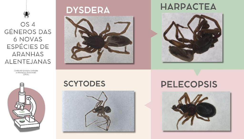 Géneros de aranhas O microclima e o isolamento geográfico da Serra de Grândola permitiram uma evolução distinta de certas espécies. Fotos: Miguel Sousa/CE3C