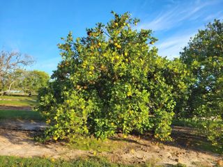 Los investigadores redescubren una variedad de naranjo que podría ser tolerante a la infección de "enverdecimiento"
