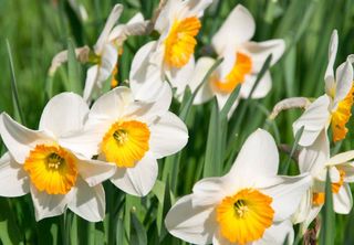 Narciso: conheça a planta que está ganhando espaço devido à sua beleza e facilidade de cultivo