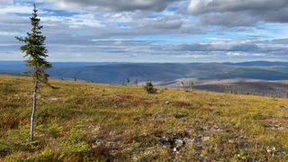 Gli scienziati della NASA scoprono che la vegetazione della tundra diventerà più alta e più verde fino al 2100