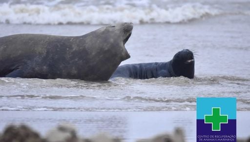 Nascimento raro de elefante-marinho &eacute; registrado pela primeira vez no Rio Grande do Sul